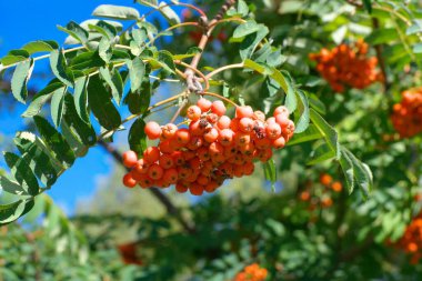 Kuru ve güneşli yaz gününde Ashberry