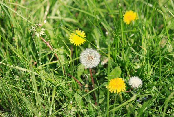 Dandelion Spring City Park — Stock Photo, Image