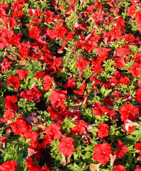 Красные Маленькие Цветы Сухой Солнечный Летний День — стоковое фото