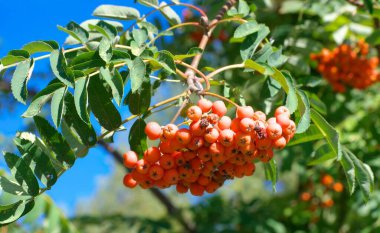 Kuru ve güneşli yaz gününde Ashberry