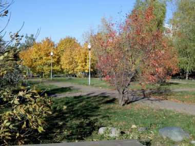 Şehir parkında sonbahar, güneşli ve kuru.
