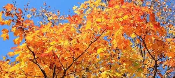 Gelbe Blätter Baum Goldfall September — Stockfoto