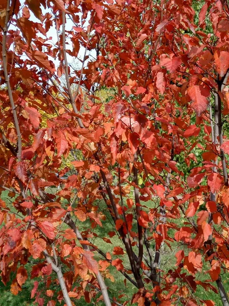 Roteichenblätter Herbst — Stockfoto