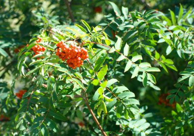 Kuru ve güneşli yaz gününde Ashberry