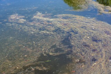 Kuru yaz gününde sudaki çimenler