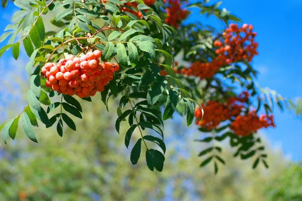 Esche Bei Trockenem Sonnigem Sommertag — Stockfoto