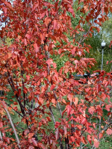 Feuilles Chêne Rouge Automne — Photo