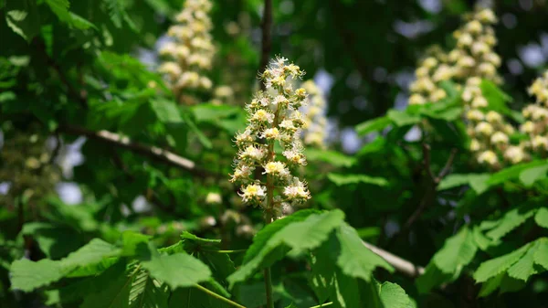 Castanha Primavera Fundo Folha — Fotografia de Stock