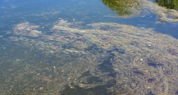 Трава Воде Сухой Солнечный Летний День — стоковое фото