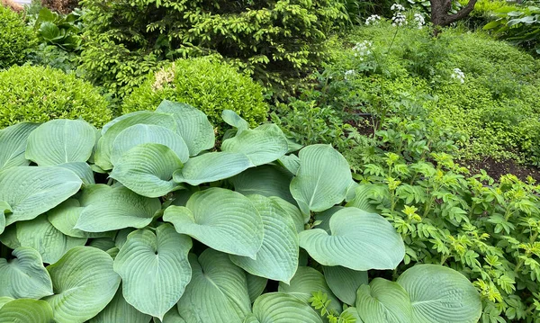 Gröna Gräsblad Torr Solig Sommardag — Stockfoto