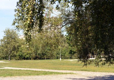 Parkta yol güneşli yaz gününde