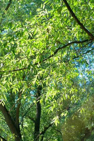 Les Feuilles Sur Arbre Journée Sèche Ensoleillée Été — Photo