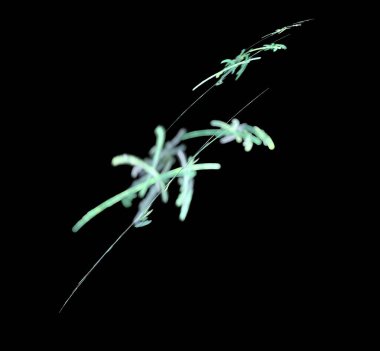 Dijital fraktal resimlerinden birinin resmi