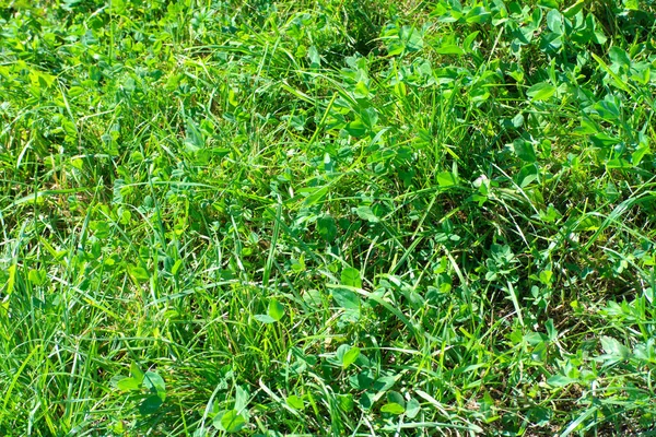 Grünes Kleegras Trockenen Sonnigen Sommertagen — Stockfoto
