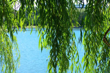 Şehir parkında yaz güneşli bir günde