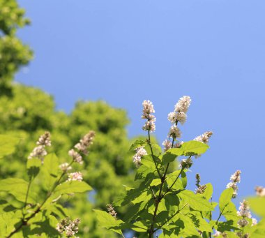 Baharda leylak kuru güneşli bir günde