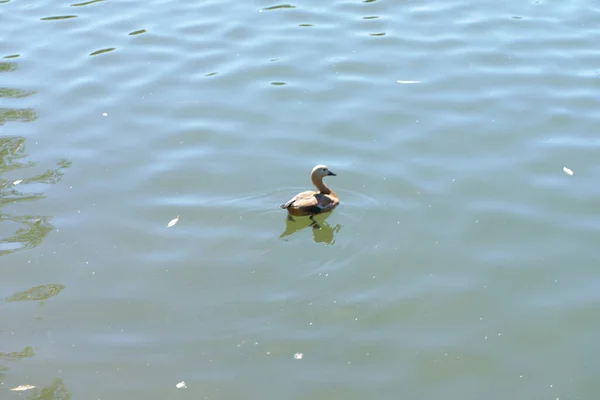 Ente Auf Dem Wasser Stadtparkteich Bei Trockenem Sonnigem Sommertag — Stockfoto