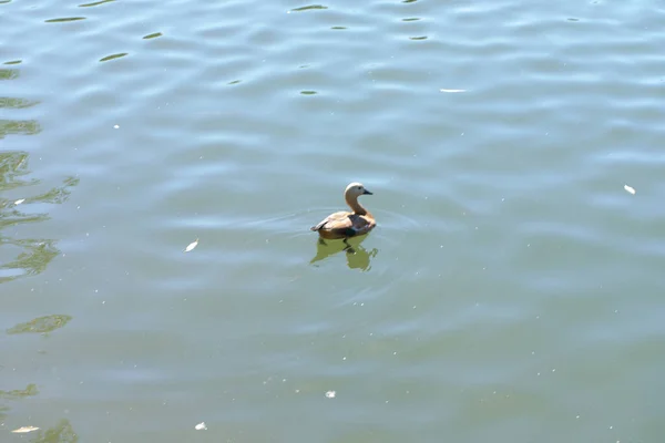 Canard Sur Eau Dans Étang Parc Ville Sec Ensoleillé Journée — Photo