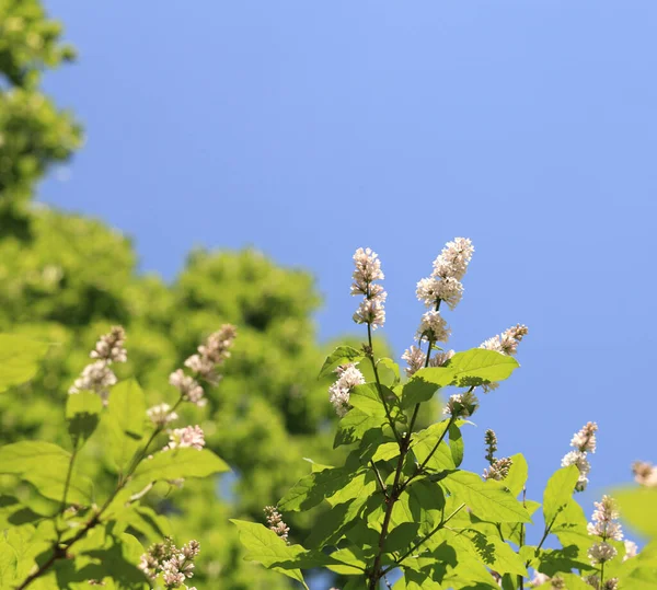 Lilás Primavera Dia Ensolarado Seco — Fotografia de Stock