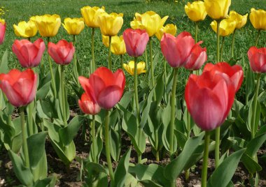 Bahar güneşli bir gün, kırmızı ve Sarı Lale