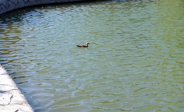 Ente Auf Dem Wasser Stadtparkteich Bei Trockenem Sonnigem Sommertag — Stockfoto