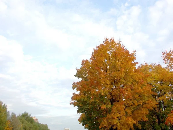 Ahorn Herbst Tag — Stockfoto