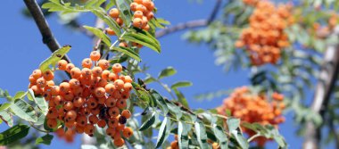 Ashberry ile gökyüzü arka planda, Eylül yapraklar 