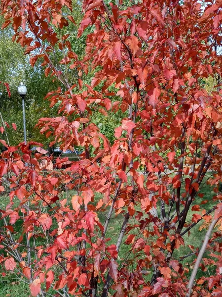 Sonbaharda Kırmızı Meşe Yaprakları — Stok fotoğraf