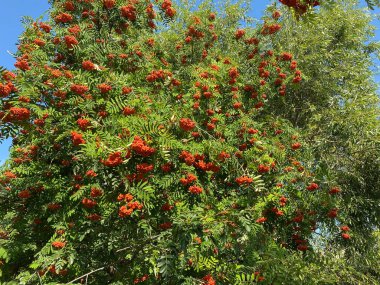Kuru güneşli bir günde birçok Ashberry görüntüsü