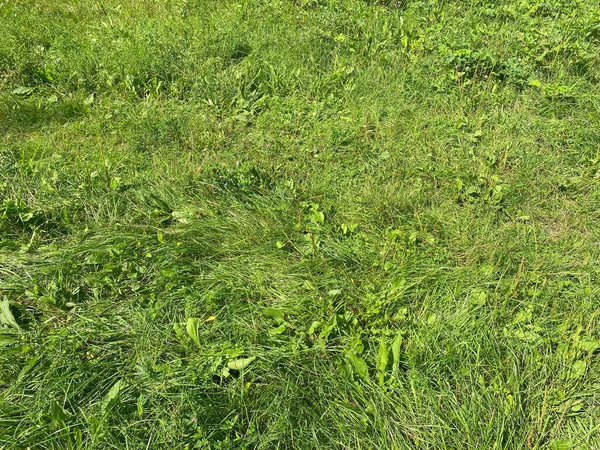 Grünes Gras Trockenen Sonnigen Sommertagen — Stockfoto