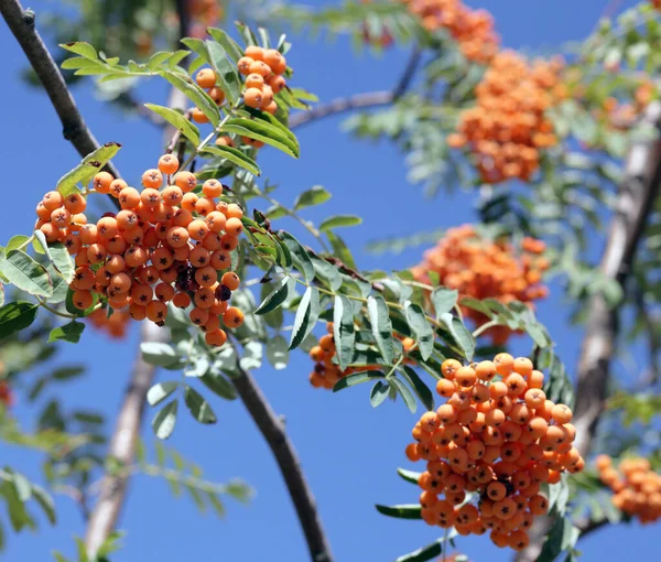 Ashberry Leafs Sky Background September — Stock Photo, Image