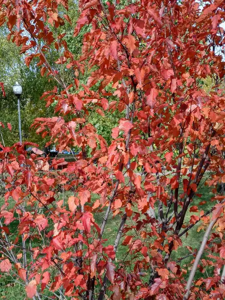 Jesienią Liście Dębu Czerwonego — Zdjęcie stockowe