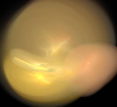 Dijital fraktal resimlerinden birinin resmi