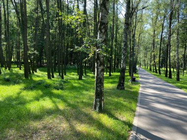 Şehir parkında yaz güneşli bir günde