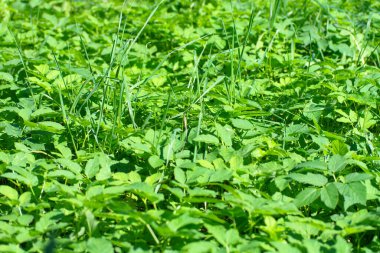 Kuru, güneşli yaz gününde yeşil çimenler