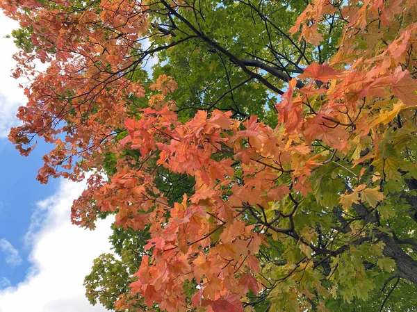 Žluté Javorové Listy Stromě Suchém Slunném Podzimu — Stock fotografie