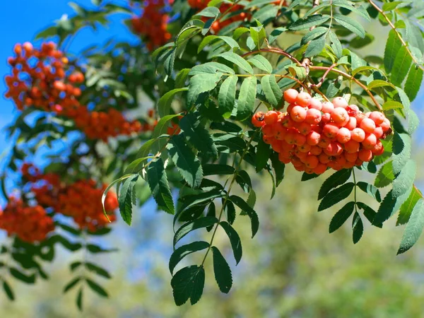 Ashberry Droge Zonnige Zomerdag — Stockfoto