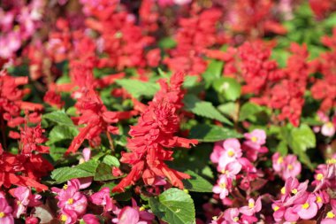 Kırmızı çiçekler