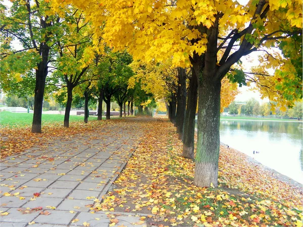 Maple alley — Stock Photo, Image