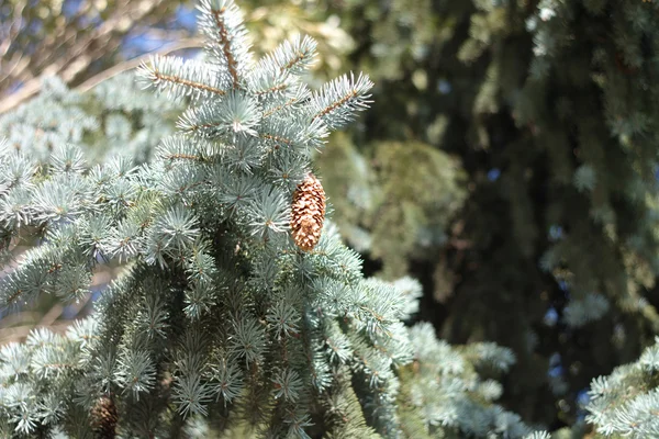 Fir tree — Stock Photo, Image