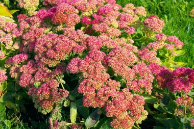 Kırmızı çiçekler