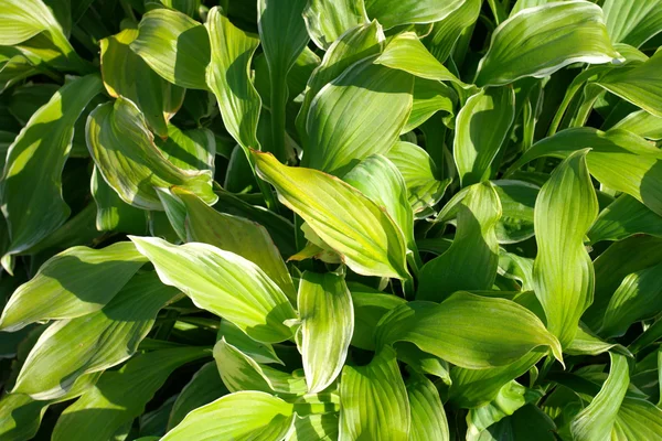 Hierba hojas verdes — Foto de Stock