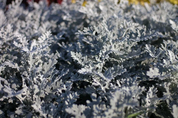 Små blommor — Stockfoto