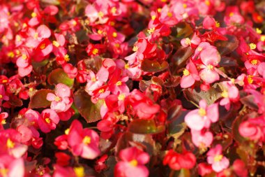 Kırmızı çiçekler