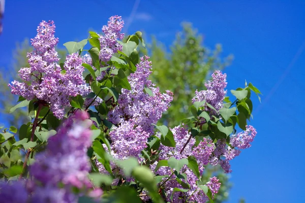 Lila på våren — Stockfoto