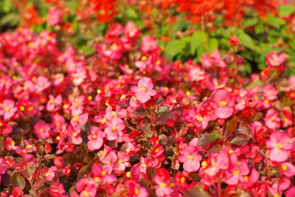 赤い小さな花 — ストック写真