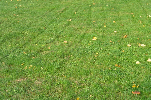 Feuilles d'érable jaunes sur herbe — Photo