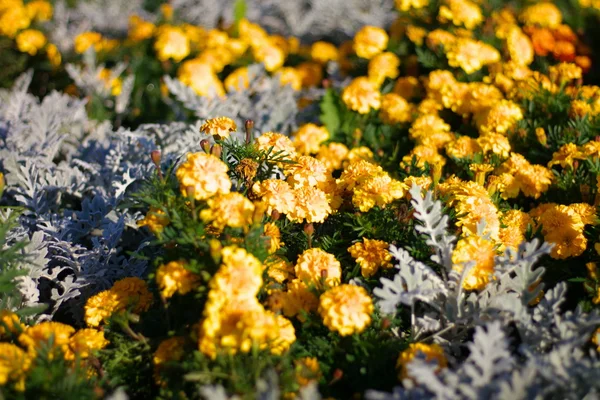 Маленькие цветы — стоковое фото