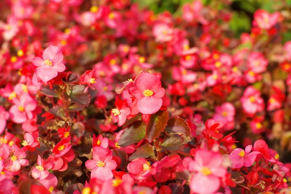 赤い小さな花 — ストック写真