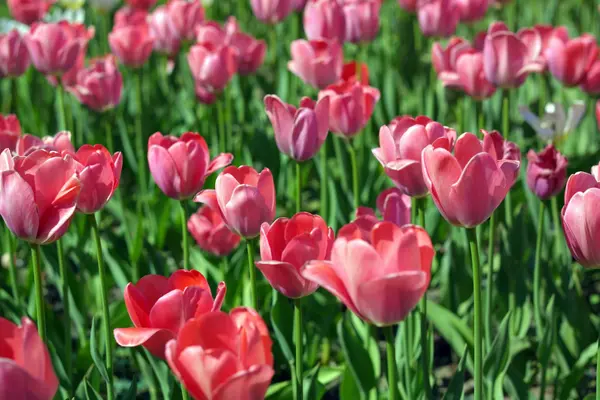 Red Tulip at Spring — Stock Photo, Image